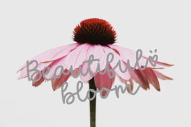 Aftergrows Font by Studio_Art — Script Handwritten Font — thumbnail 5