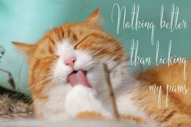 American Script Font by Royaltype — Script Handwritten Font — thumbnail 3