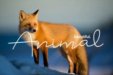 Badrudin Font by Odbrand Desain — Script Handwritten Font — thumbnail 6