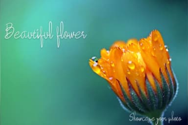 Beauty Forest Font by wny79 — Script Handwritten Font — thumbnail 4