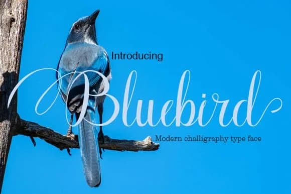 Bluebird Font by parawtype — Script Handwritten Font — preview 1