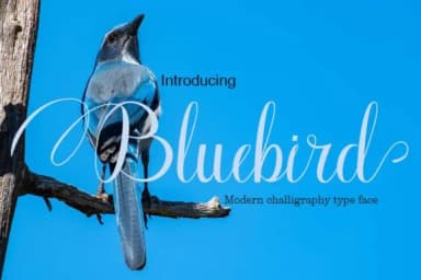 Bluebird Font by parawtype — Script Handwritten Font — thumbnail 1
