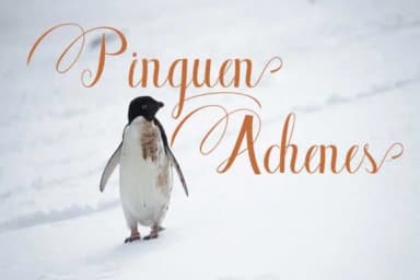 Bluebird Font by parawtype — Script Handwritten Font — thumbnail 4