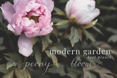 Carnelian Antique Font by Primafox Design — Script Handwritten Font — thumbnail 7