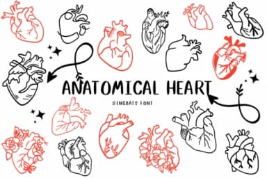 Anatomical Heart 1 by CHANOK — Dingbats Font — thumbnail 1