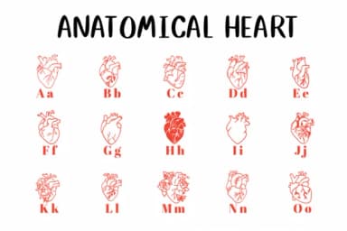 Anatomical Heart 1 by CHANOK — Dingbats Font — thumbnail 2