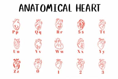 Anatomical Heart 1 by CHANOK — Dingbats Font — thumbnail 3