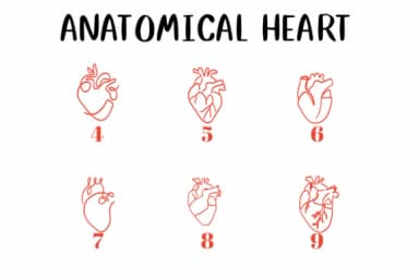Anatomical Heart 1 by CHANOK — Dingbats Font — thumbnail 4