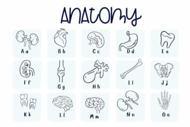 Anatomy by Sirinart — Dingbats Font — thumbnail 2