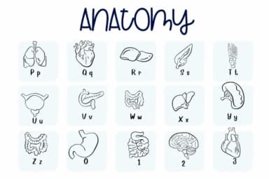 Anatomy by Sirinart — Dingbats Font — thumbnail 3
