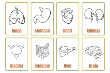 Anatomy by Sirinart — Dingbats Font — thumbnail 5