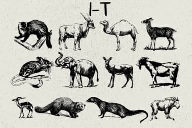 Animals by Minimalistartstudio — Dingbats Font — thumbnail 3