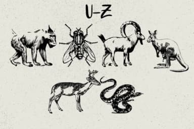 Animals by Minimalistartstudio — Dingbats Font — thumbnail 4