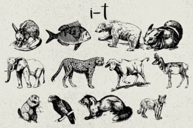 Animals by Minimalistartstudio — Dingbats Font — thumbnail 5