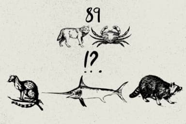 Animals by Minimalistartstudio — Dingbats Font — thumbnail 7