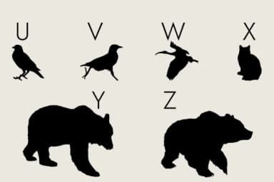 Animals Silhouette by Minimalistartstudio — Dingbats Font — thumbnail 3