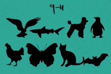 Animals Silhouettes by Minimalistartstudio — Dingbats Font — thumbnail 8