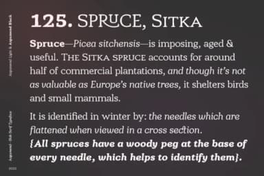 Argumend by Ayca Atalay — Slab Serif Font — thumbnail 5