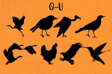 Birds by Minimalistartstudio — Dingbats Font — thumbnail 4