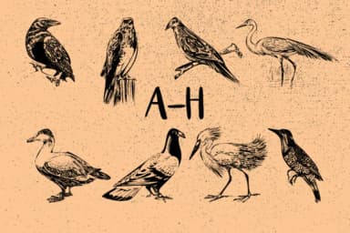 Birds by Minimalistartstudio — Dingbats Font — thumbnail 2