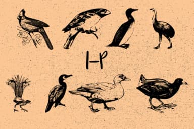 Birds by Minimalistartstudio — Dingbats Font — thumbnail 3