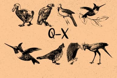 Birds by Minimalistartstudio — Dingbats Font — thumbnail 4
