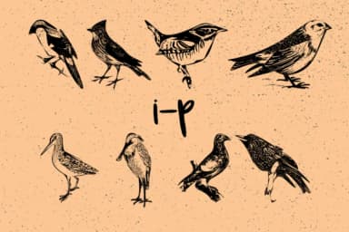 Birds by Minimalistartstudio — Dingbats Font — thumbnail 7
