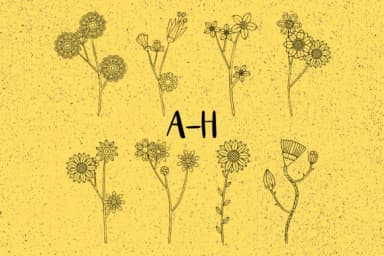 Bloom by Minimalistartstudio — Dingbats Font — thumbnail 2