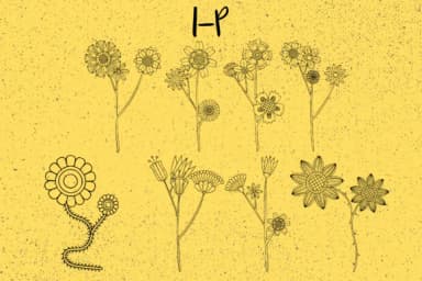 Bloom by Minimalistartstudio — Dingbats Font — thumbnail 3