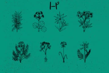 Botanique by Minimalistartstudio — Dingbats Font — thumbnail 3