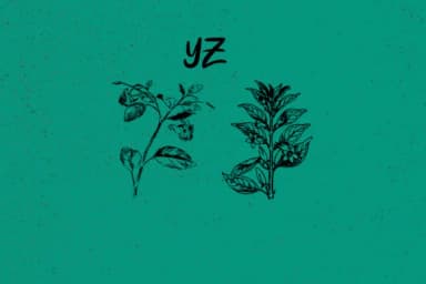 Botanique by Minimalistartstudio — Dingbats Font — thumbnail 5