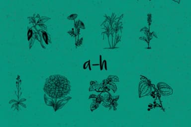 Botanique by Minimalistartstudio — Dingbats Font — thumbnail 6