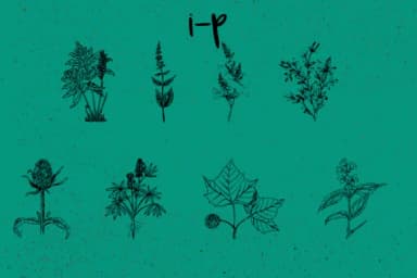 Botanique by Minimalistartstudio — Dingbats Font — thumbnail 7