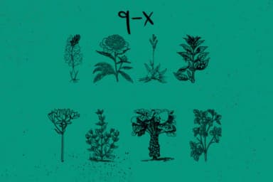 Botanique by Minimalistartstudio — Dingbats Font — thumbnail 8