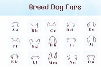 Breed Dog Ears by Ketsarin — Dingbats Font — thumbnail 2