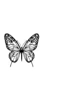 Butterfly Butterfly by MOMAT THIRTYONE — Dingbats Font — thumbnail 3