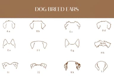 Dog Breed Ears by Heartcraft Atelier — Dingbats Font — thumbnail 2