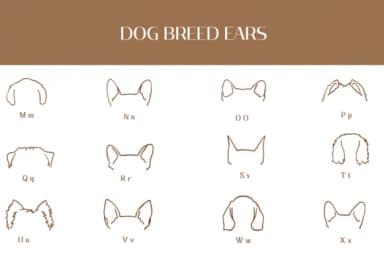 Dog Breed Ears by Heartcraft Atelier — Dingbats Font — thumbnail 3