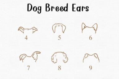 Dog Breed Ears by Nongyao — Dingbats Font — thumbnail 4