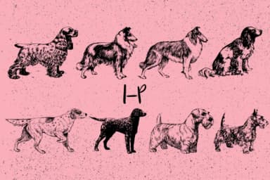 Dogs by Minimalistartstudio — Dingbats Font — thumbnail 3