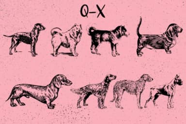 Dogs by Minimalistartstudio — Dingbats Font — thumbnail 4