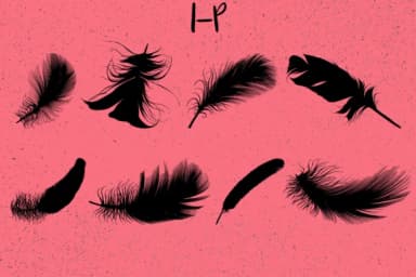 Feathers by Minimalistartstudio — Dingbats Font — thumbnail 3