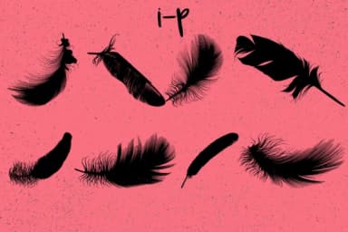 Feathers by Minimalistartstudio — Dingbats Font — thumbnail 7