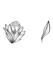 Floriella by edywiyonopp — Dingbats Font — thumbnail 4