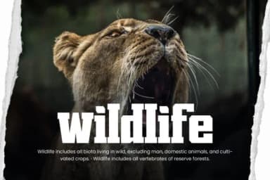 Ganksy by Arterfak Project — Slab Serif Font — thumbnail 7