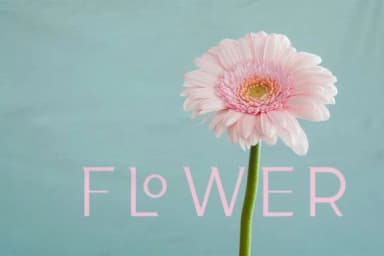 Haru by Trotoart Design — Slab Serif Font — thumbnail 7