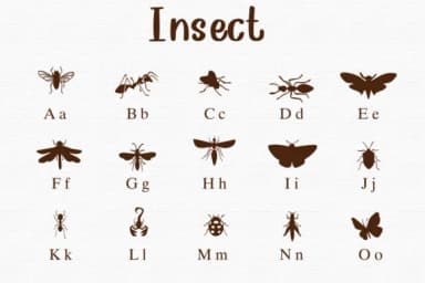 Insect by Nongyao — Dingbats Font — thumbnail 2
