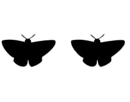 Insect by Nongyao — Dingbats Font — thumbnail 8