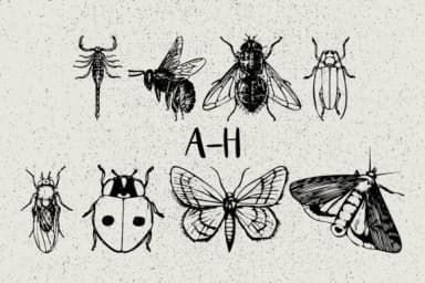 Insects by Minimalistartstudio — Dingbats Font — thumbnail 2