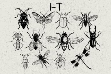 Insects by Minimalistartstudio — Dingbats Font — thumbnail 3